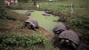 Prodloužení zájezdu do Ekvádoru o Galapágy