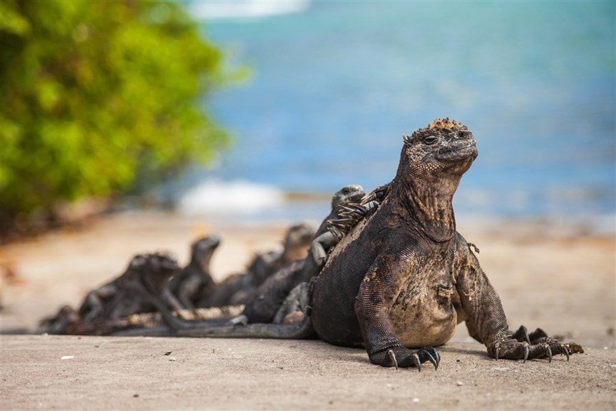 Prodloužení zájezdu do Ekvádoru o Galapágy