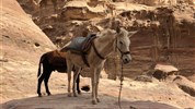 Okruh - Petra, Wadi Rum, Mrtvé moře - Skalní město Petra - cesta k vrcholu Monastery