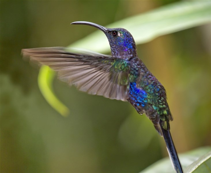 Luxusní Kostarika s českým průvodcem - Kolibřík - Monteverde