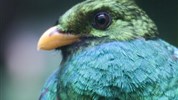 Luxusní Kostarika s českým průvodcem - Bájný pták ketzal