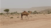 Privátní okruh Ománem + moře (s vlastním řidičem) - Cesta do pouště Wahiba