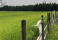 Hoi An - rýžové pole