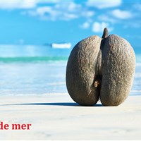 Le Domaine de La Reserve - Coco de mer - ckmarcopolo.cz