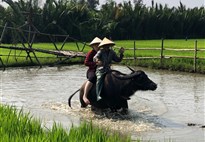 Hoi An - jízda na buvolu