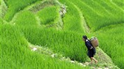 Okruh - Objevte severní Vietnam a Sapu s českým průvodcem - Sapa - rýžové pole