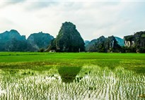 Ninh Binh - rýžové pole