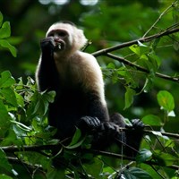 Boena Tortuga Lodge - Tortuguero - Tortuga Lodge and Gardens - ckmarcopolo.cz