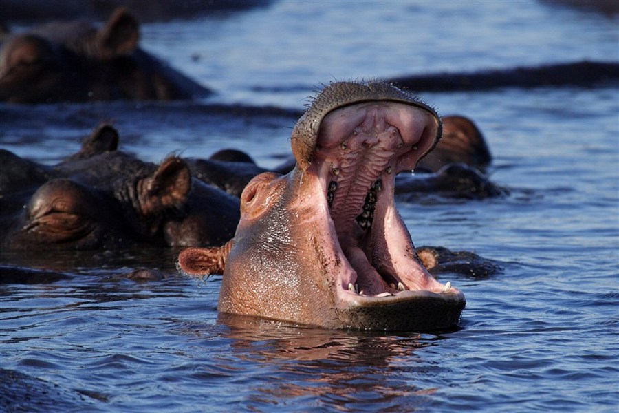 To nejlepší z Botswany - Botswana - hroši v řece v parku Chobe
