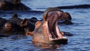 To nejlepší z Botswany - Botswana - hroši v řece v parku Chobe