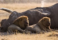 Lvi v Chobe