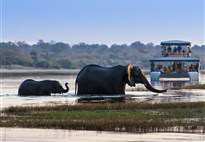 Safari v Chobe - pozorování slonů