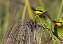 Pozorování ptáků při safari v Botswaně - Grenn Bee Eater