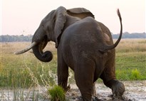 Slon v řece Zambezi