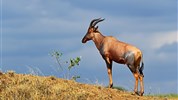 Velká migrace v Masai Mara - Buvolec Topi - foceno na safari v Masai Mara