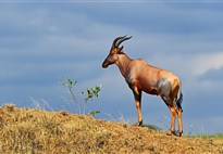 Buvolec Topi - foceno na safari v Masai Mara