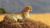 Velká migrace v Masai Mara - Gepard - foceno na safari v Masai Mara