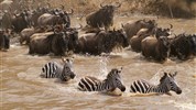 Luxusní Masai Mara s leteckým transferem - Velká migrace - foceno během safari v Masai Mara