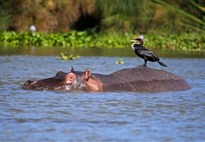 Safari v Keni - jezero Naivasha