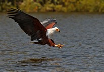 Safari v Keni - jezero Naivasha