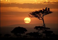 Putování za velkou pětkou v Masai Mara a jezera Nakuru a Naivasha -  s českým průvodcem