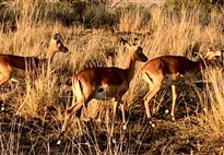 Safari v Masai Mara - impala