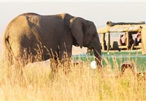 Safari v Masai Mara