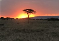 Safari v Masai Mara - začátek dne