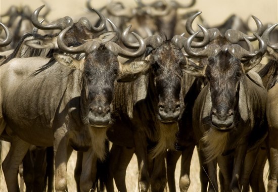 Velká migrace v Masai Mara -  - Safari v Masai Mara
