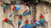 Prodloužení zájezdu do Ekvádoru o Amazonii - Bolivijská amazonie - papoušci Ara
