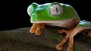 Prodloužení zájezdu do Ekvádoru o Amazonii - Bolivijská Amazonie - žabí svět
