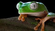 Prodloužení zájezdu do Ekvádoru o Amazonii - Bolivijská Amazonie - žabí svět