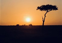 Luxusní Masai Mara s leteckým transferem