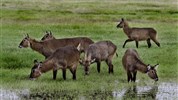 4 parky (Ol Pejeta, jezera Nakuru a Naivasha, Masai Mara) 4* - český průvodce - Lake Nakuru safari Kena