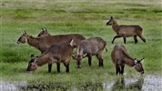 4 parky (Ol Pejeta, jezera Nakuru a Naivasha, Masai Mara) - český průvodce - Lake Nakuru safari Kena