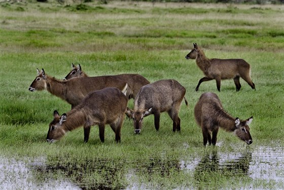 Marco Polo - Lake Nakuru - národní park - informace