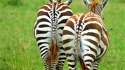 4 parky (Ol Pejeta, jezera Nakuru a Naivasha, Masai Mara) - český průvodce