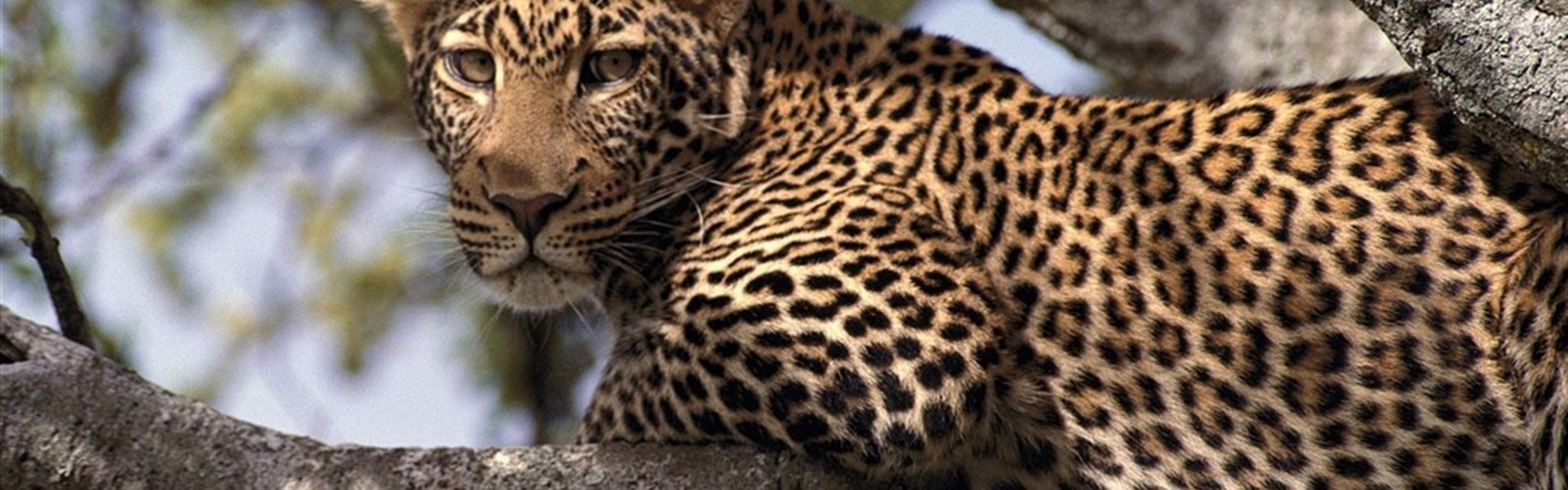 6 parků – Jezera Naivasha a Nakuru, Hell´s Gate,  Aberdare, Samburu a Ol Pejeta - český průvodce - 