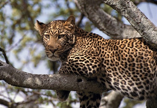 6 parků – Jezera Naivasha a Nakuru, Hell´s Gate,  Aberdare, Samburu a Ol Pejeta - český průvodce - Safari - Safari v Samburu_levhart