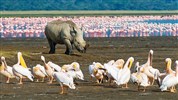 4 parky (Ol Pejeta, jezera Nakuru a Naivasha, Masai Mara) - český průvodce - Lake Nakuru