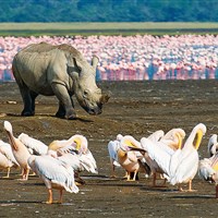 Lake Nakuru Sopa Lodge 4* - Lake Nakuru - ckmarcopolo.cz