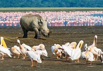 Lake Nakuru