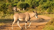 Netradiční okruh Keňou na sever od Nairobi - Safari v Samburu s CK Marco Polo