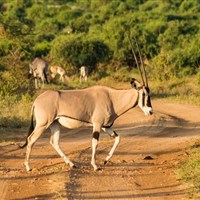 Ashnil Samburu Camp 5* - Safari v Samburu s CK Marco Polo - ckmarcopolo.cz