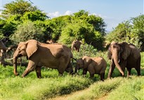 Safari v Samburu s CK Marco Polo