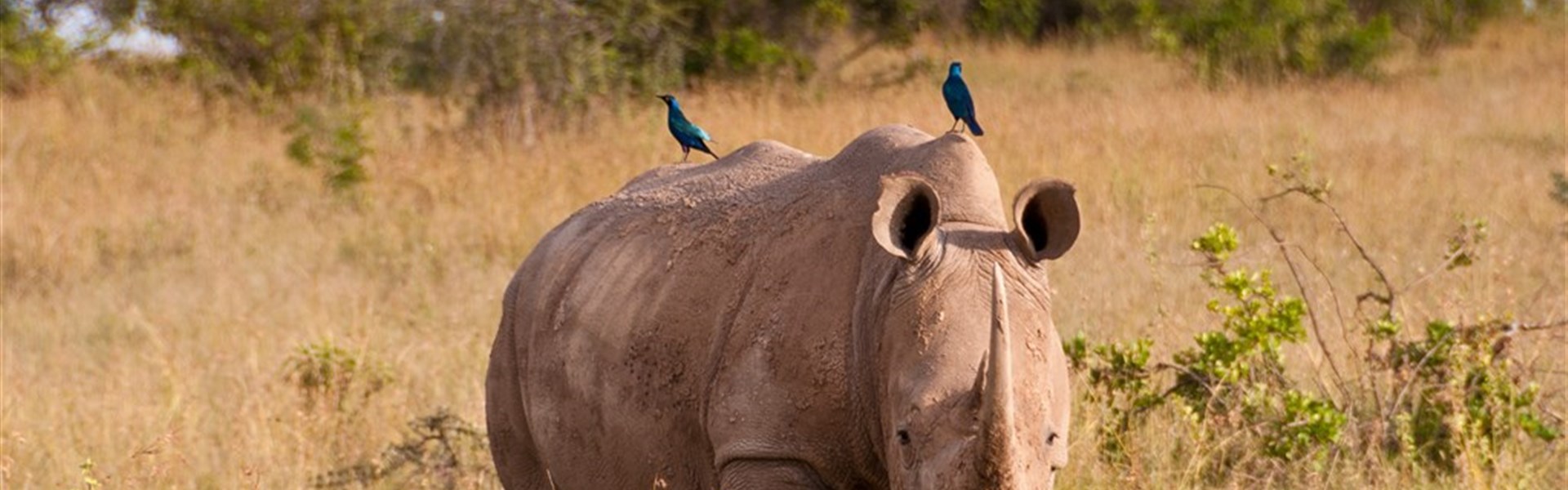 Ol Pejeta - Safari v Ol Pajeta (Sweetwater) s CK Marco Polo