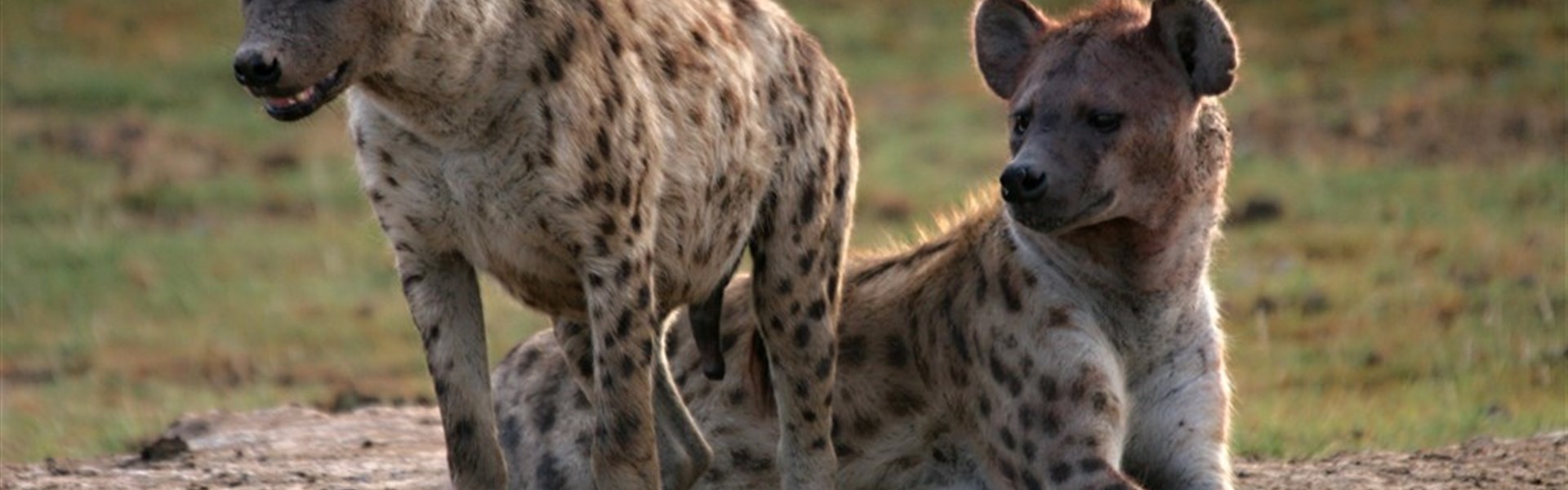 Tři národní parky - tři odlišné tváře safari  (Amboseli, Tsavo West a Tsavo East) - český průvodce - Safari v Keni s Marco Polo_Amboseli