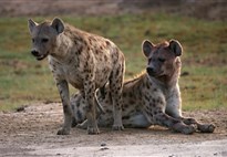 Safari v Keni s Marco Polo_Amboseli