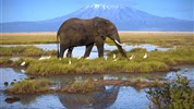 Tři národní parky - tři odlišné tváře safari  (Amboseli, Tsavo West a Tsavo East) - český průvodce - Safari v Keni s Marco Polo_Amboseli