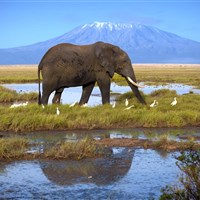 Safari v Keni - Amboseli, Tsavo - Safari v Keni s Marco Polo_Amboseli - ckmarcopolo.cz